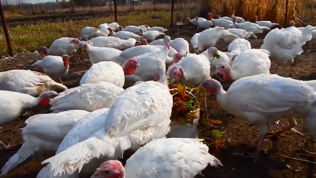 МОИ ИНДЮКИ - БЕЛАЯ ШИРОКОГРУДАЯ ...И КУСОЧЕК САДА.. смотреть онлайн