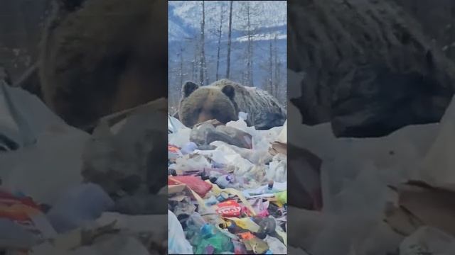 В Якутии медведь-шатун вышел на свалку рядом с поселком Усть-Нера