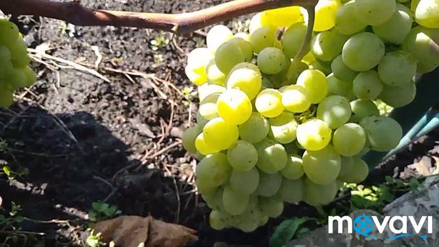 ЧП.сырные лепешки.семена.по огороду.плющи.морковь. смотреть онлайн