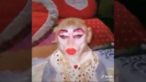 Monkey in Make-up and dress / Animal Testing | Stan Twitter | Tiktok