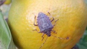 Коричнево-мраморный клоп захватывает Кубань