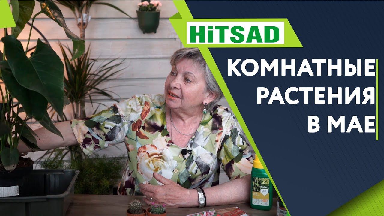 Комнатные Растения в Мае ✔️ Уход За Комнатными Растениями  Советы От Хитсад ТВ