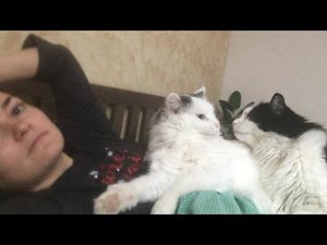 Грумминг в домашних условиях. Стрижка кошки своими руками.