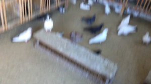 #Pigeon.Обработка голубей от паразитов.