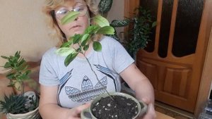 Бонсай из лимона, часть 1.