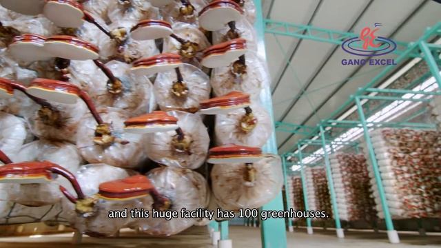 Ganoderma Lucidum 2017 - Gano Excel una empresa responsable смотреть онлайн