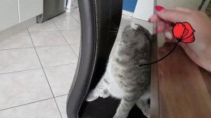 Как кошка любит хозяина ! ПРО ЛЮБОВЬ к животным ❤⚘?