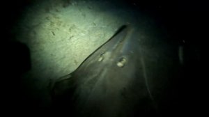 На Кипре есть Акулы! Встреча с акулой на ночном солодайве