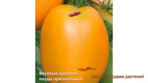 Томат обыкновенный Сибирский желтый ? обзор: как сажать, семена томата Сибирский желтый