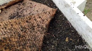 Как растëт червь. Месяц, после заселения.