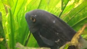 Северум голубой изумруд1