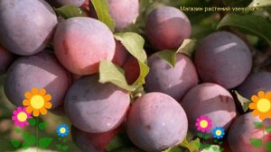 Алыча Шатер. Краткий обзор, описание характеристик, где купить саженцы prunus cerasifera Shater