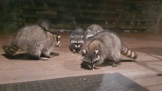 ЕНОТЫ У НАС В ГОСТЯХ. США, ШТАТ ВАШИНГТОН смотреть онлайн