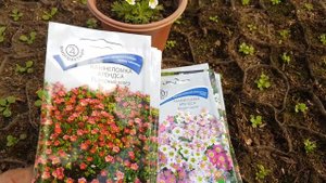 КАМНЕЛОМКА из семян. камнеломка выращивание из семян когда сажать семенами на рассаду