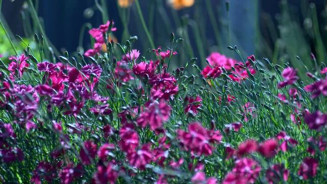 САМЫЕ КРАСИВЫЕ ПЕЙЗАЖИ МИРА смотреть онлайн