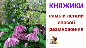 Княжики. Самый лёгкий способ размножения. Хроники 26.04.23