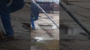 Летные голуби Сергея в Воронежской обл.-2
