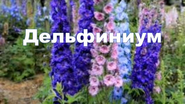 многолетние садовые цветы