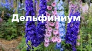 многолетние садовые цветы