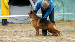 МОЛОДЫЕ СУКИ описание _ RussianSiegerZuchtSchau 2013