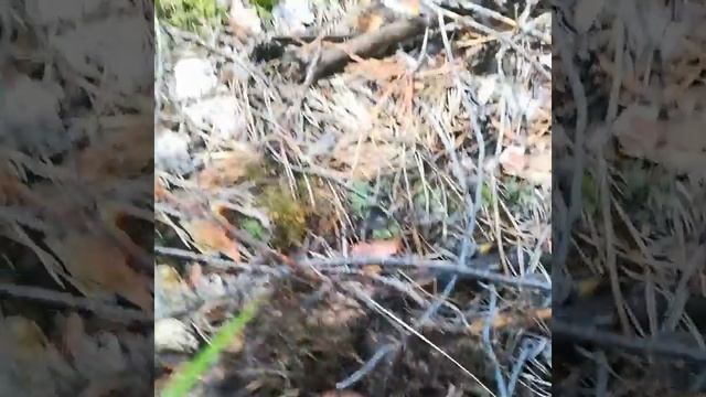 9 августа 2020 г.Пора белого гриба. смотреть онлайн