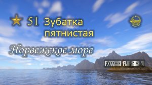 ✮ Норвежское море ✮ Зубатка пятнистая ✮