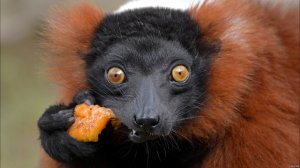 ЗООЛОГИЯ ПОЗВОНОЧНЫХ (Лекция): Разнообразие и виды млекопитающих | Интересные факты про животных