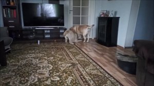 Дядя, баня, провокация и Джесси