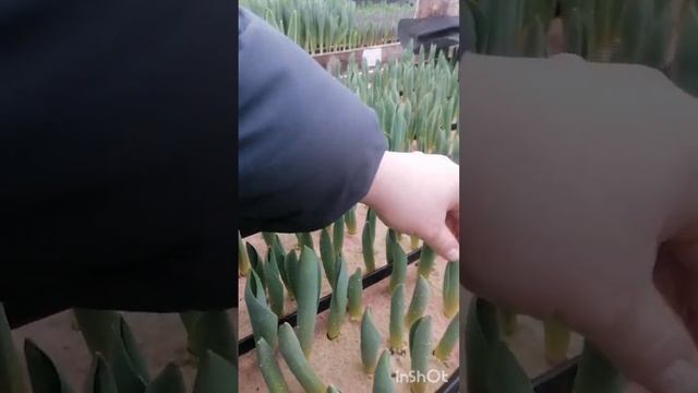 Ошибка при обработке тюльпанов смотреть онлайн