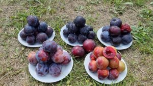 ПОРІВНЯННЯ СОРТІВ СЛИВИ ДИПЛОЇДНОЇ БЛЕК СПЛЕНДОР/ГАЙЯ/ДОФІ САНДРА/САНТА РОЗА/БЛУ КАРМЕН/ГЕНЕРАЛ