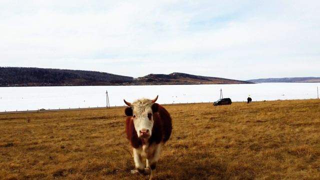 Коровы 4k смотреть онлайн