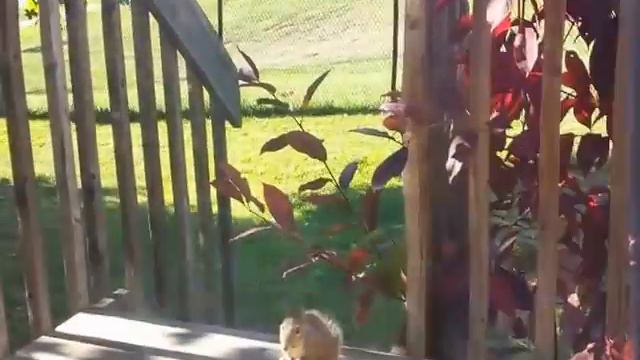 КАНАДА: ОТ БЕЛКИ НЕТ ЖИЗНИ ПО УТРАМ смотреть онлайн