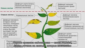 Болезни георгинов — какие бывают, почему плохо растут и не цветут