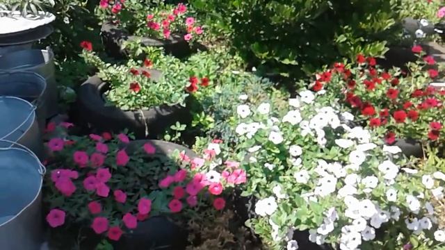 Огород, участок и конечно цветы!Полный обзор!!!! смотреть онлайн