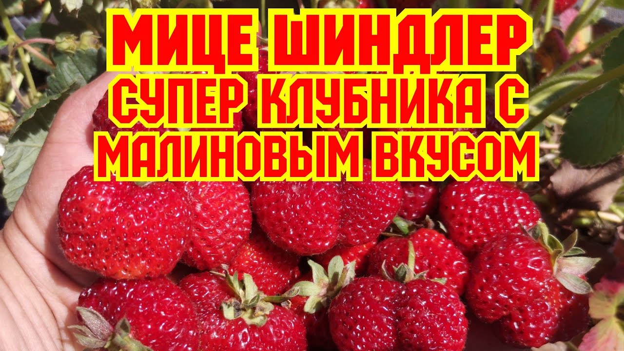 Супер ягода, с малиновым вкусом, клубника Мице Шиндлер! смотреть онлайн