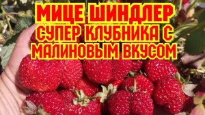 Супер ягода, с малиновым вкусом, клубника Мице Шиндлер!