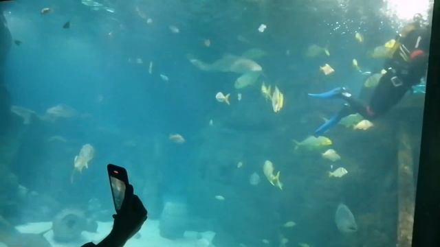 АДЛЕР. ОКЕАНАРИУМ. смотреть онлайн