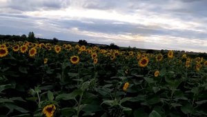 Подний посев подсолнечника 9 июня.