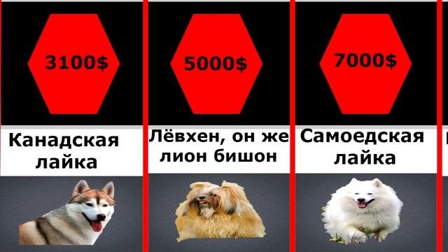 Сравнение: Самые дорогие породы собак в мире
