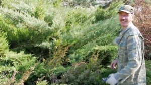 Можжевельники для ландшафтного дизайна. Обзор сортов можжевельника.