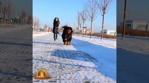 Тибетский мастиф зимой | TIBETAN MASTIFF IN WINTER