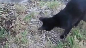 кот против тарантула