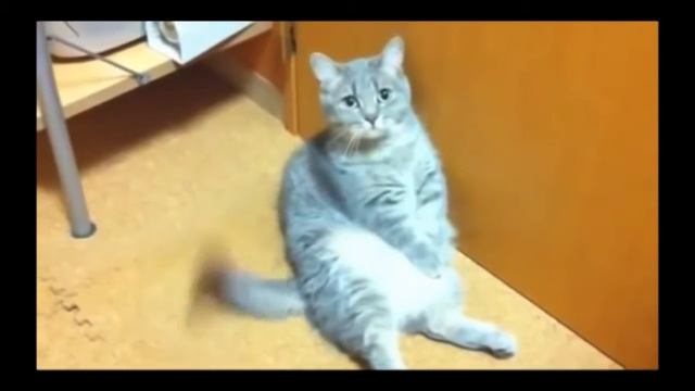 Ну посмотри на меня.Fanny cats смотреть онлайн