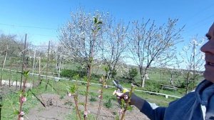 Механическая борьба с курчавостью персиков и нектаринов.