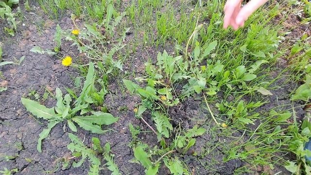 Так ли эффективен ручной корнеудалитель в борьбе с одуванчиками? смотреть онлайн