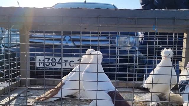 ГОЛУБИ! Цены! Птичий Рынок. Пятигорск - ч2 смотреть онлайн