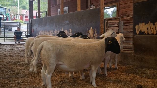 Дорпер. разница между белым и черноголовым Дорпером на мой взгляд. смотреть онлайн