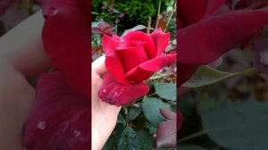 Молодые розы Стефани Баронин цу Гутенберг, Полька, Августа Луиза, Оклахома, Осирия, Гартентраумэ