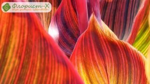 Посадка канны и уход за ней, как хранить канны зимой, канна домашняя и садовая