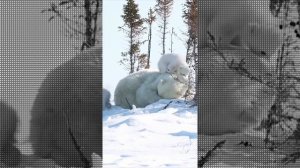 Кто лишний белый медведь пингвин . Who is the extra polar bear penguin